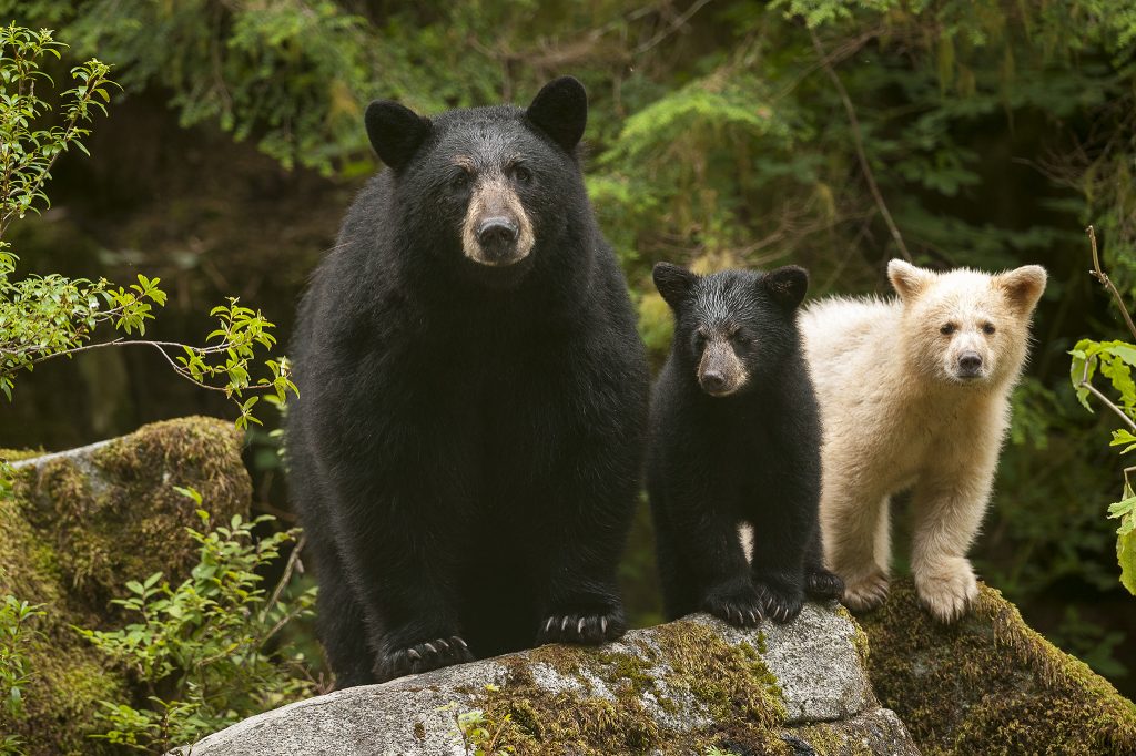 A black bear and two cubs. One cub is a black bear, the other is a spirit bear.