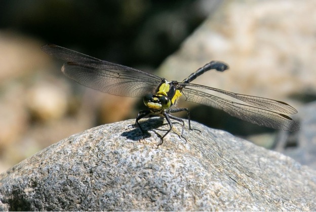 A Grappletail Dragonfly