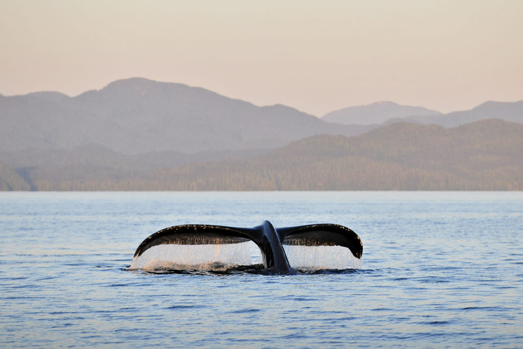 Sierra Club Whale fluke