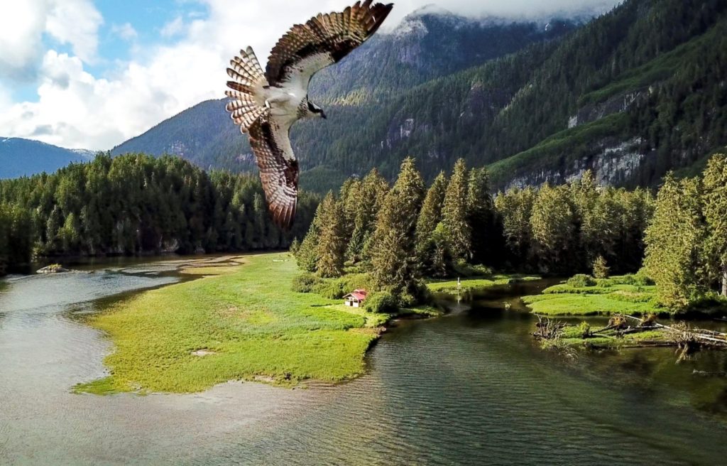 A bird in flight above a bay, with a mountain in the background